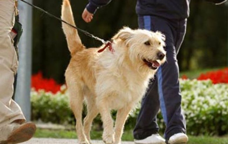 Ieşenii se revoltă împotriva proprietarilor de câini care nu strâng mizeria făcută de animalele lor