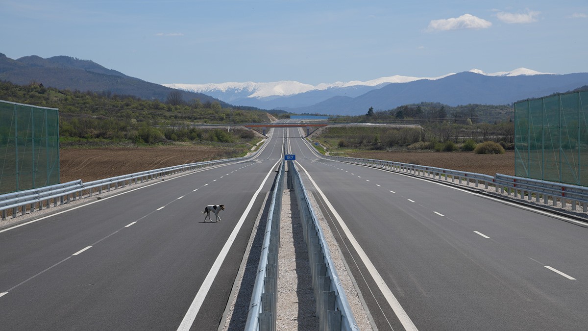 Un caine traverseazo o autostrada goala. fotografie ilustrativa