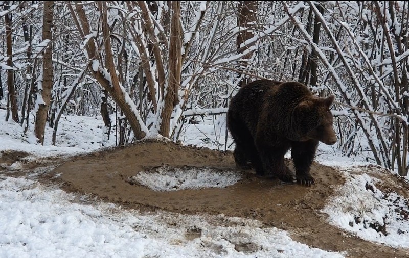 VIDEO | Imagini sfâșietoare cu o ursoaică marcată de trauma captivității. După 20 de ani petrecuți într-o cușcă prea mică, se învârte în cerc, deși e liberă