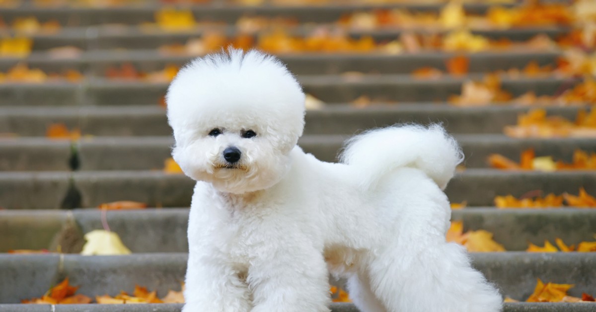 Bichon Frise - ce temperament are patrupedul expresiv cu blană albă și pufoasă