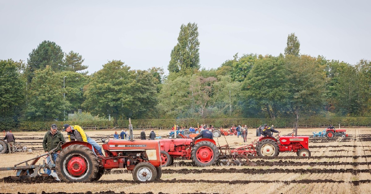 Imaginea surprinde o scenă de arătura tradițională sau o competiție de arat, unde mai multe tractoare vechi, roșii (International Harvester), lucrează simultan un câmp cu miriște. Fermieri sau participanți sunt vizibili pe și lângă utilajele agricole, în timp ce pe fundal se află un rând de copaci.