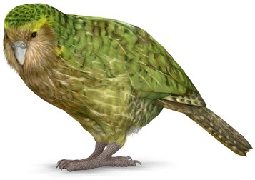 Păsări care nu zboară - Kakapo