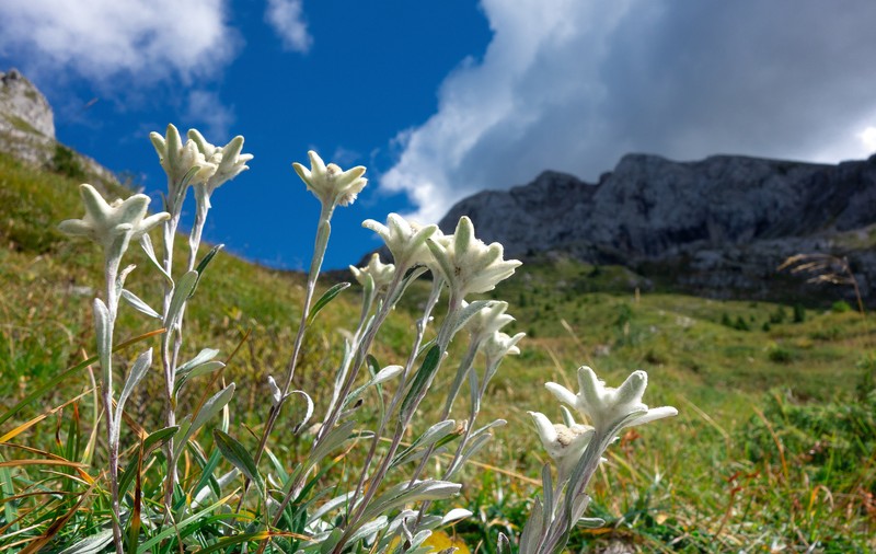 Floare de colț - îngrijire și plantare. Cum să o menții vie mai mult timp ﻿