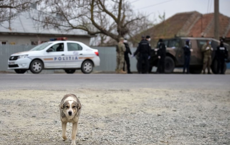Gest șocant al unui tânăr din Timiș. A bătut fără milă un pui de cățel și apoi l-a ucis cu ciocanul