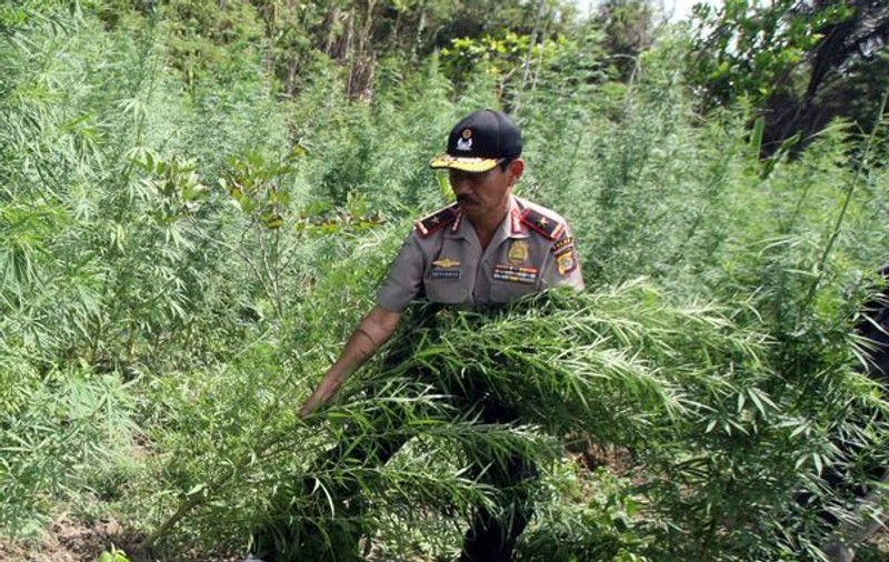 O plantaţie de marijuana a fost descoperită într-un tunel dezafectat din Roma
