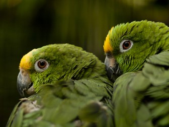 Papagalul Amazon cu coroană galbenă - Amazona ochrocephala
