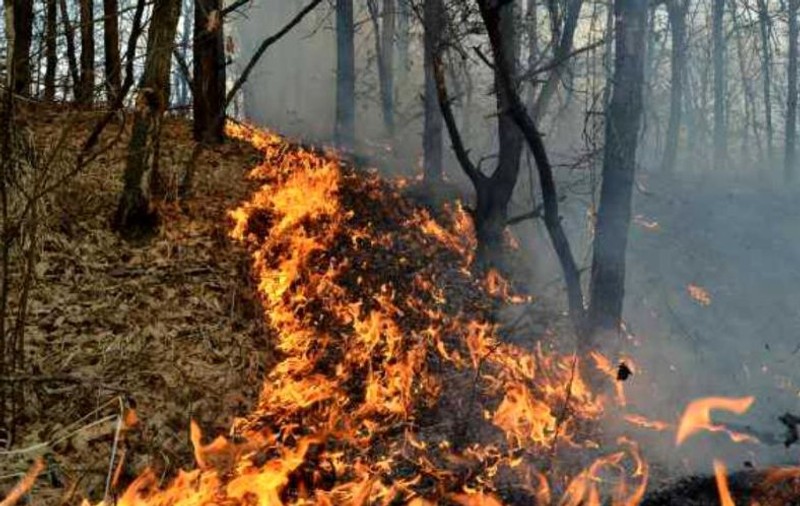 Incendiu în pădurea de pe Tâmpa, de la o ţigară nestinsă. Apelul făcut de autorități