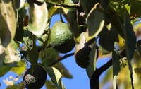 Avocado, înainte de recoltare, în Mexic Sursă foto: Getty Images.