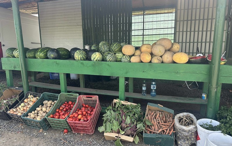 Cât costă un kilogram de roșii la producătorii din Delta Dunării. Le cultivă pe câmpul pe care îl irigă și le vând la tarabă, pe marginea șoselei