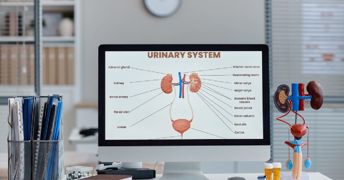 Pe un ecran intr-un cabinet este un desen cu sistemul urinar. Institutul Fundeni tumori rinichi vezica