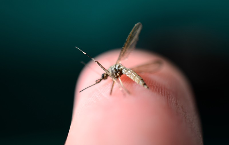 Virusul Zika – cum se transmite, simptome și tratament