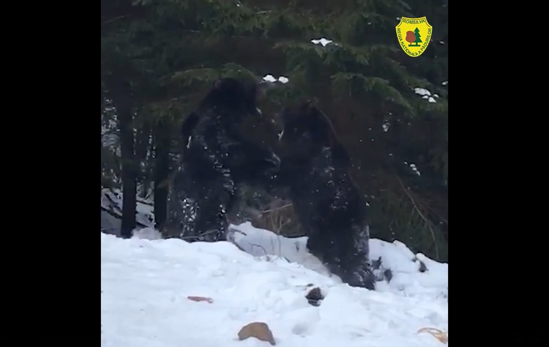 Imagini spectaculoase cu o bătaie între doi urși, surprinse de un pădurar din județul Suceava | VIDEO