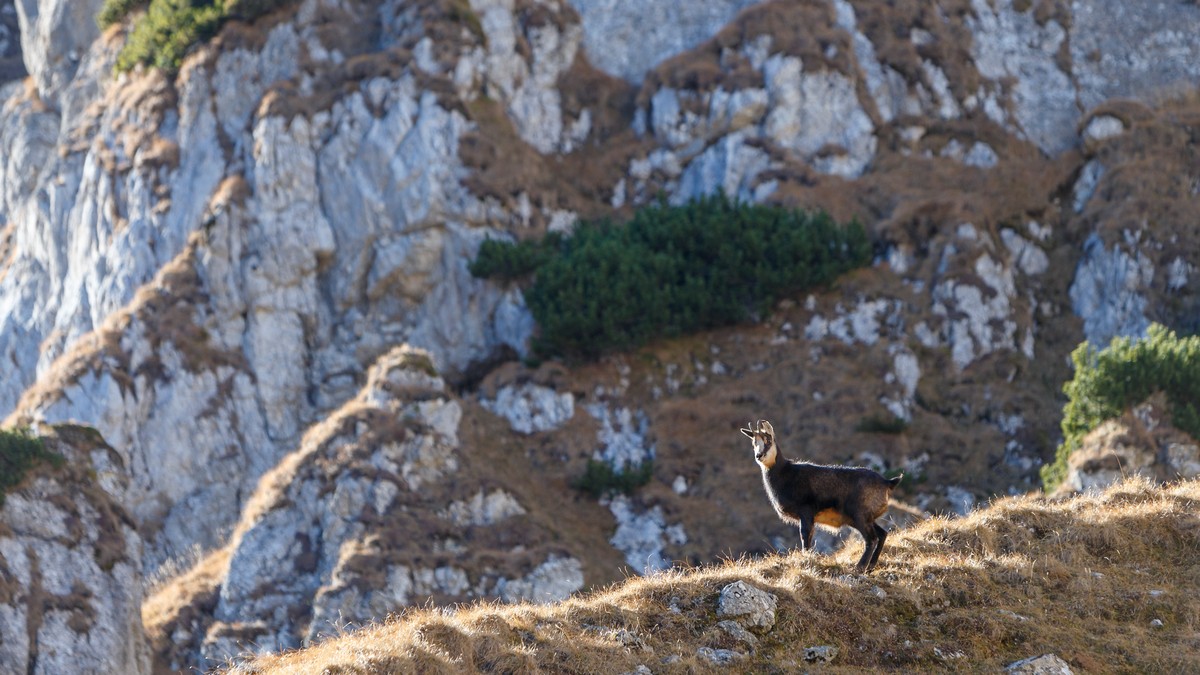 Parcul Natural Bucegi cum ajungi si ce obiective, trasee si atractii turistice poti vedea aici