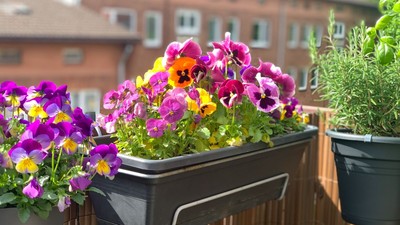 Beautiful,Bright,Heartsease,Pansies,Flowers,In,Vibrant,Purple,,Violet,And