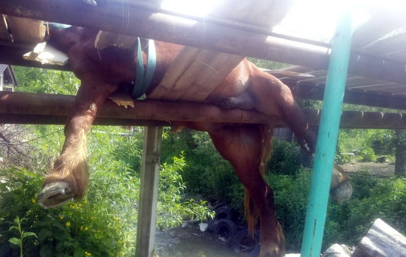 Cal salvat de pompierii din Neamț de pe o punte care s-a rupt. Animalul era suspendat deasupra unui pârâu