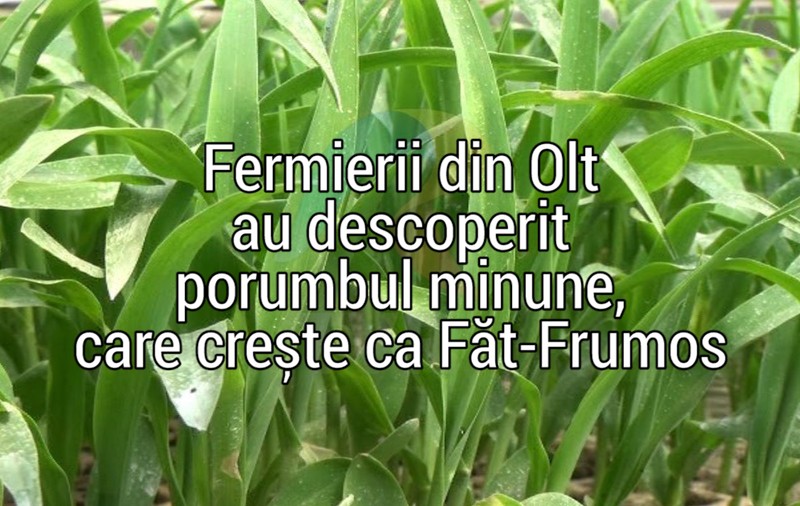 VIDEO / Fermierii din Olt au descoperit porumbul minune, care crește ca Făt-Frumos