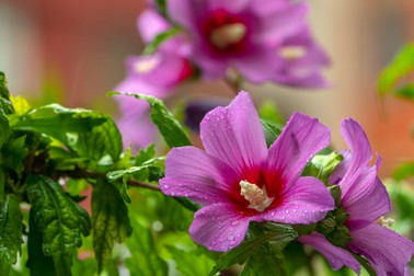 Flori de hibiscus