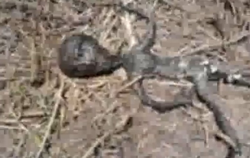 Video | Cadavrul unui extraterestru găsit în Brazilia!
