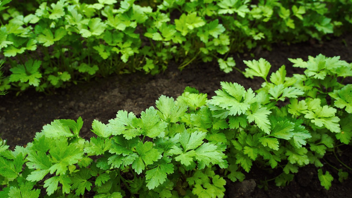 În imagine se vede o cultură bogată de pătrunjel, cu frunze verzi și viguroase, plantată direct în sol. Plantele sunt dese și bine dezvoltate, acoperind o mare parte din suprafața grădini