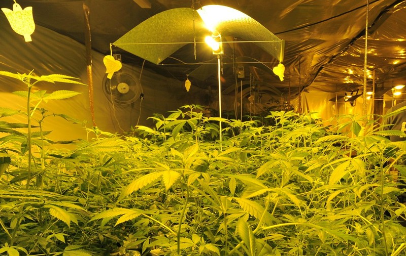 Un milion de plante de canabis, oferite gratuit de guvern locuitorilor din Thailanda