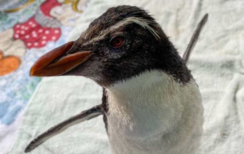 Pinguinul care se uită la desene animate pentru a nu se simți singur și trist
