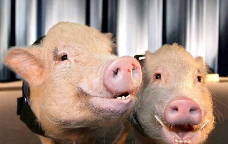 Pig Brother, cel mai original  reality show 