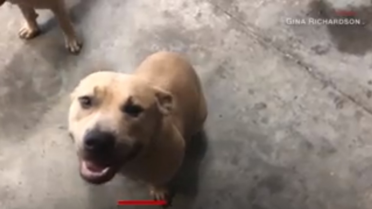 Un câine pitbull a murit pentru a salva copiii stăpânului de un șarpe