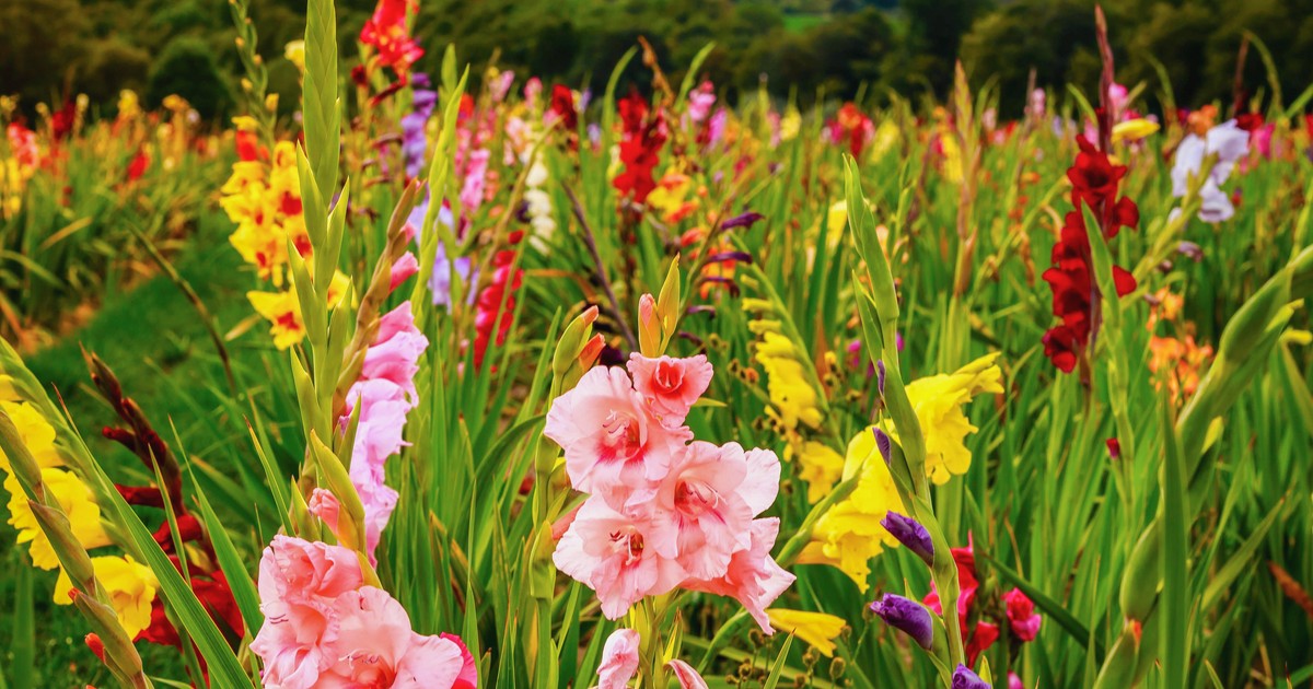 Gladiole plantare și îngrijire. Cum sa ai cele mai frumoase flori