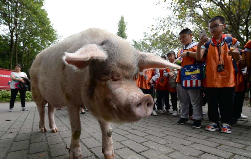 Porcul care a supraviețuit 36 de zile sub dărâmături, în 2008, a murit de bătrânețe, în China