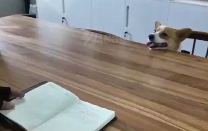 Primul câine polițist corgi din China a pierdut un bonus din cauza „conduitei greșite la locul de muncă”. Ce a făcut patrupedul | VIDEO