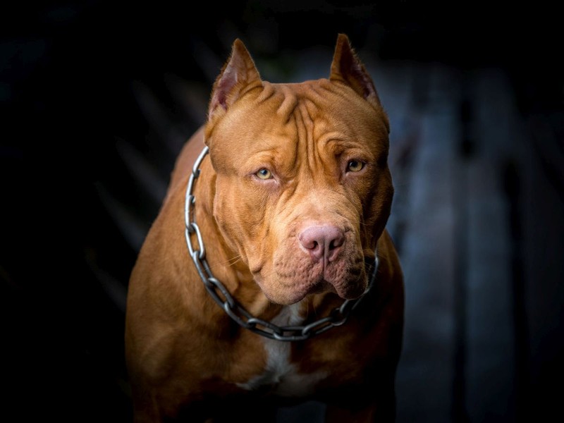 Fata a fost vândută pentru 400 de euro și un câine pitbull (Foto 123fr.com)