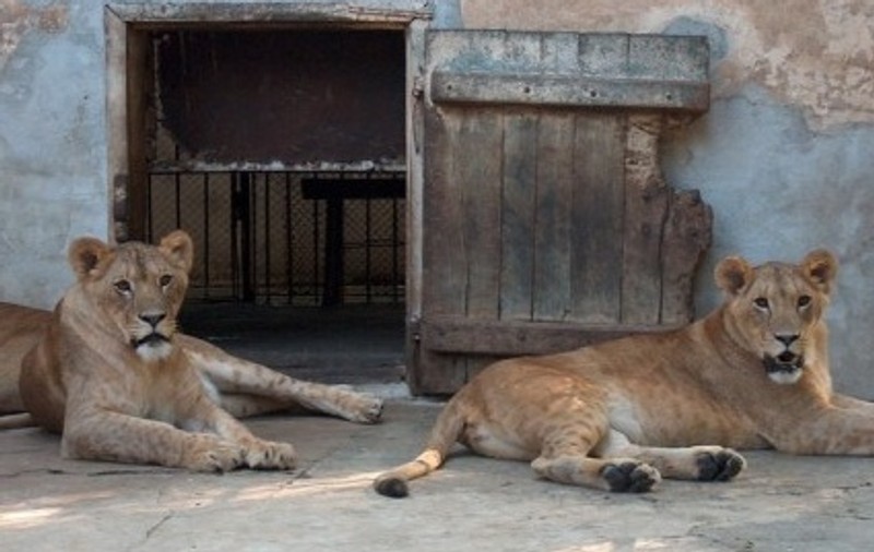 Leii de la Zoo Oradea, transportaţi gratis în Anglia