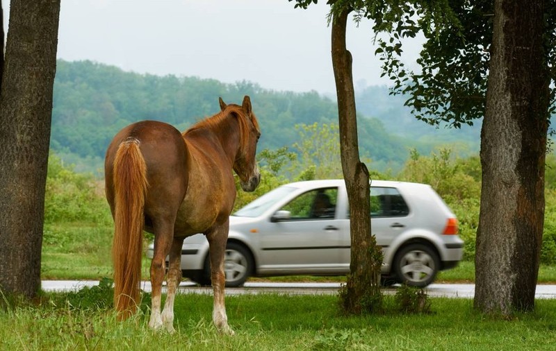 Un ieșean a dat un cal pe o mașină veche dar n-a apucat să meargă decât 500 de metri și a ajuns la închisoare. Imagine cu caracter ilustrativ. Sursă foto: Shutterstock