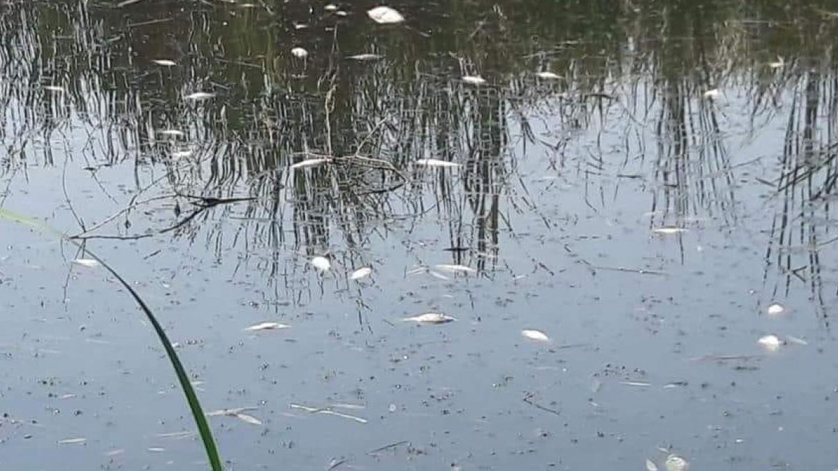 pesti lac Vidra