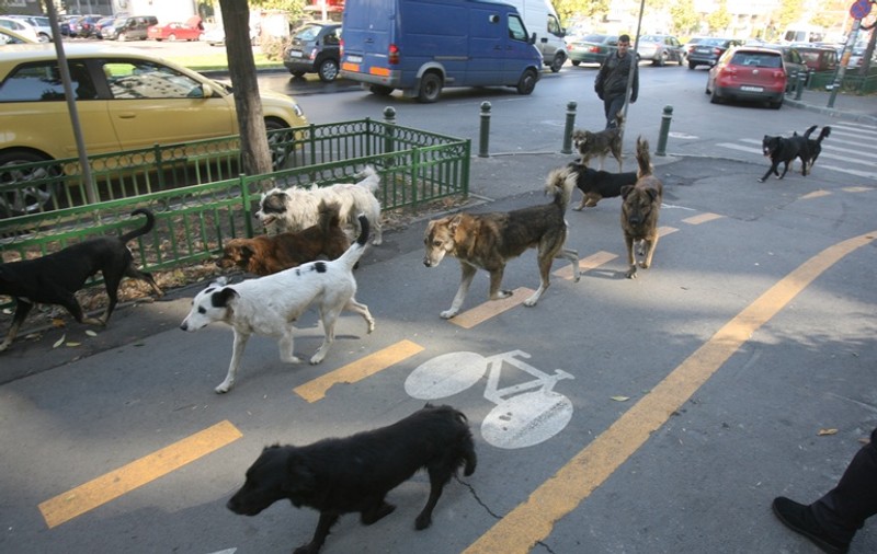 Primăria Sectorului 2 castrează gratuit animalele de companie