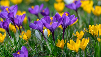 Branduse-cultivare-curiozitati