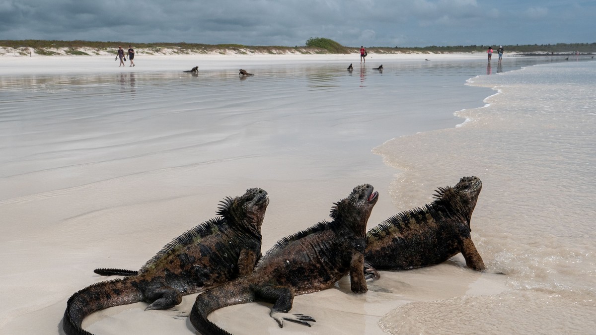 O femeie din Rusia a fost prinsă pe un aeroport din Ecuador cu 32 de iguane marine ascunse în geamantan. Sursă foto: Getty Images.