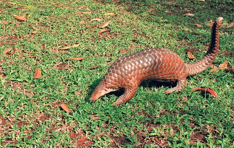 Pangolinul, animalul bănuit că ar fi transmis coronavirusul la oameni, se vinde în continuare pe internet