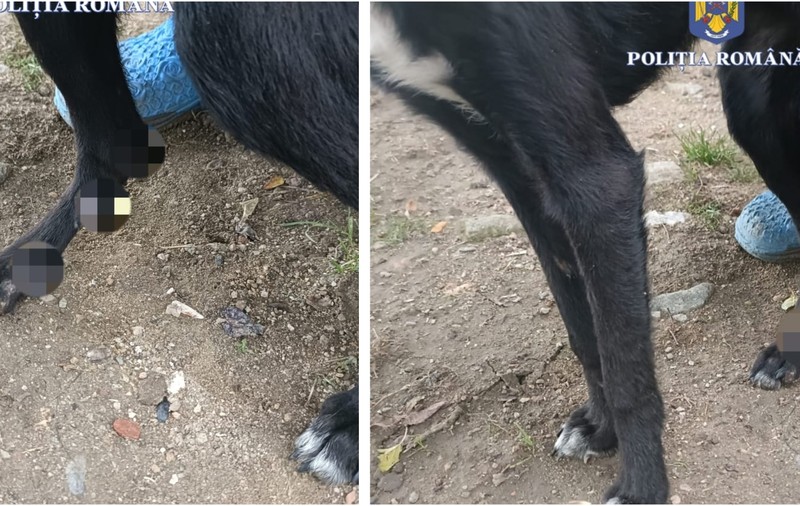 Câini legați de căruță și târâți pe drum, în Caraș-Severin. Ce pedeapsă riscă proprietarul | VIDEO