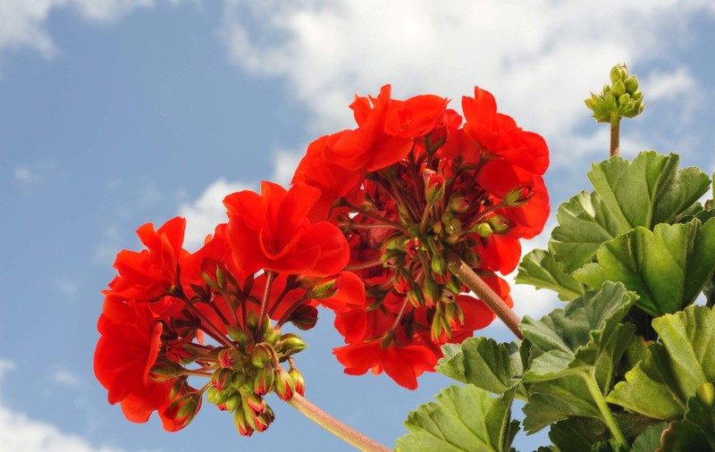 Mușcate - plantare și îngrijire. Cum să ai flori tot anul