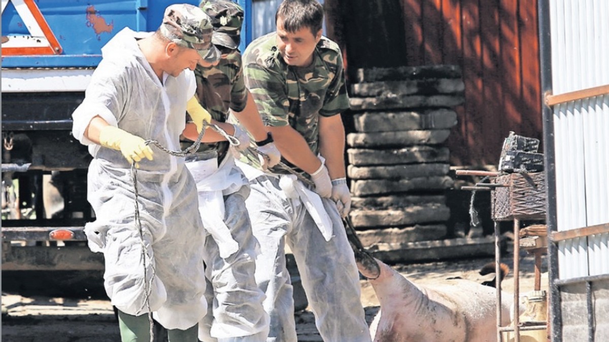 ferma de porci
