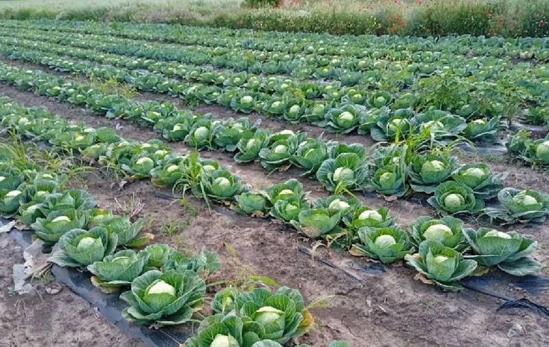 Județul din România unde varza zace pe câmp, iar agricultorii o donează celor care vin să o culeagă: „Ori te pricopsește, ori te nenorocește”