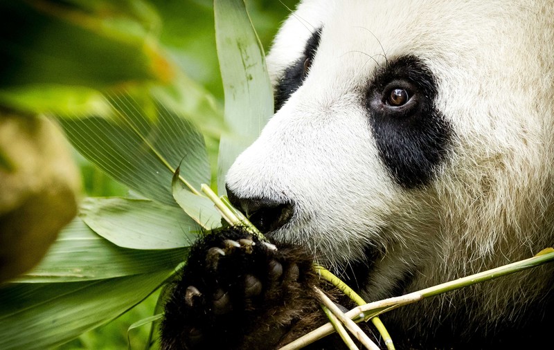 Primii pui de panda născuți în Franța. Unul a murit la scurt timp după naștere