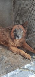 Foto: Zookontrol Ucraina