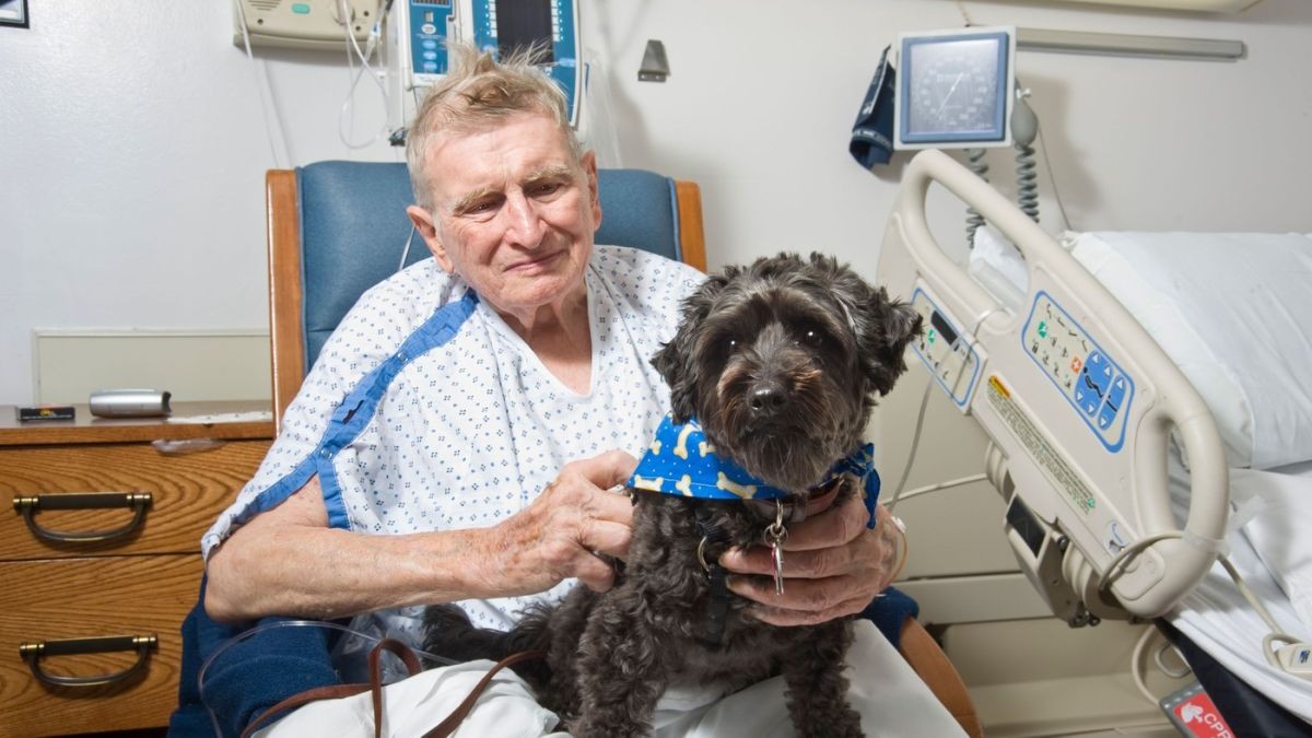 Un câine vizitează un pacient în spital, în cadrul unei ședințe de terapie asistată de animale, Philadelphia, SUA