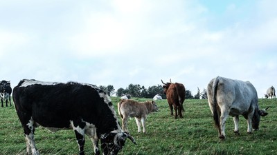 Greșeala care îi costă pe gospodarii români 1.200 de lei. Inspectorii DSVSA și medicii veterinari au început controalele
