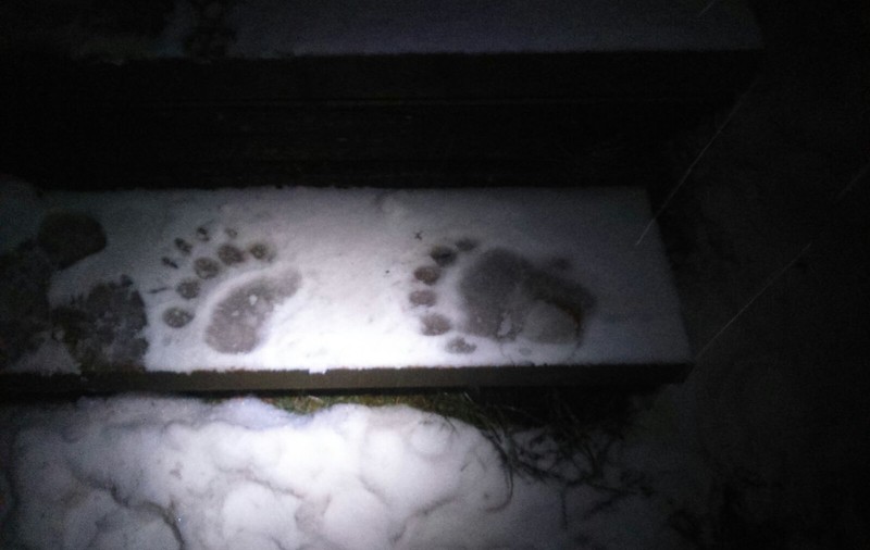 Un urs a întrat în cabana Postăvarul din Poiana Brașov. A furat o pungă de zahăr și una cu bomboane
