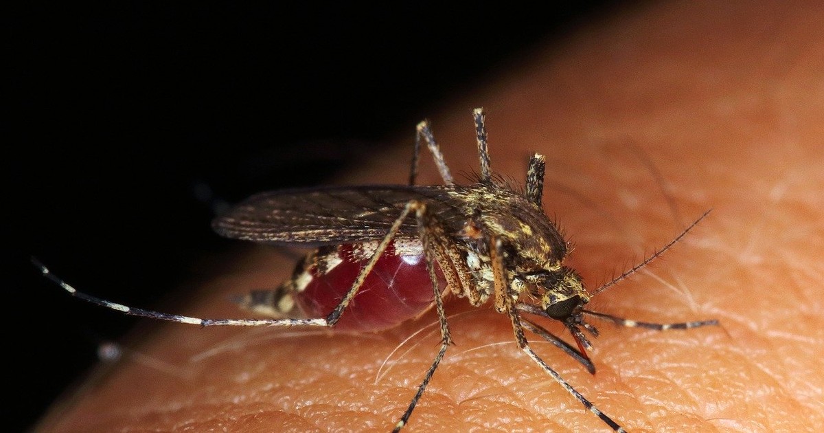 Cum scăpăm de înțepăturile insectelor - țânțar