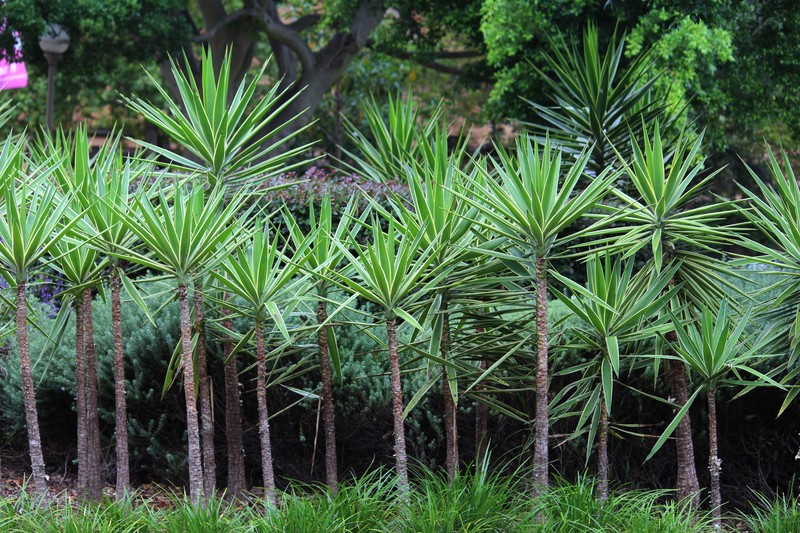 Yucca în grădină