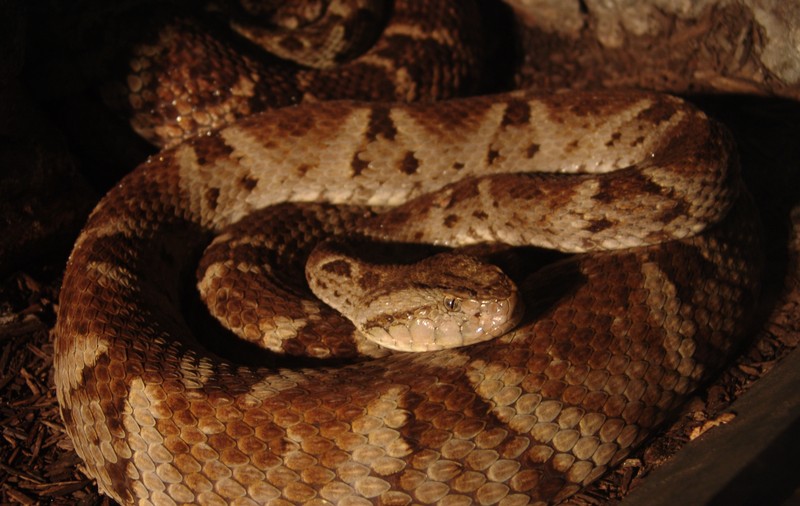 CEA MAI PERICULOASĂ INSULĂ DIN LUME! O specie de şarpe POATE DIZOLVA CARNEA UNUI OM ÎNTR-O ORĂ